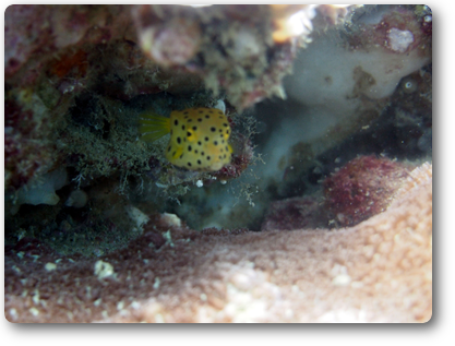 プーケット　ドクマイ島　ミナミハコフグ幼魚